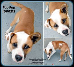 Medium Photo #1 Mutt Puppy For Sale in Rockaway, NJ, USA