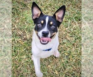 Rat Terrier Dogs for adoption in Atlanta, GA, USA