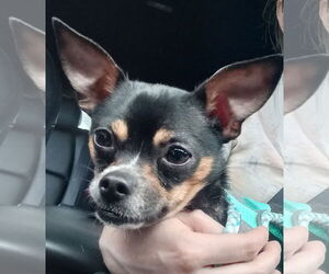 Italian Greyhuahua Dogs for adoption in Davis, CA, USA