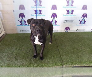 Mutt Dogs for adoption in Orlando, FL, USA