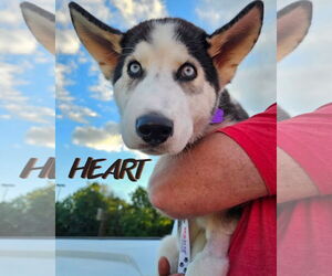 Siberian Husky Dogs for adoption in Severn, MD, USA