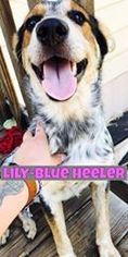 Medium Photo #1 Mutt Puppy For Sale in Pleasanton, TX, USA