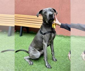 Mutt Dogs for adoption in San Francisco, CA, USA