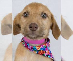 Retriever -Unknown Mix Dogs for adoption in Kennesaw, GA, USA