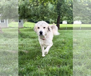 Great Pyrenees-Unknown Mix Dogs for adoption in Germantown, OH, USA