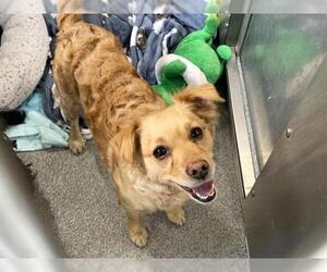 Doxle Dogs for adoption in Orange, CA, USA