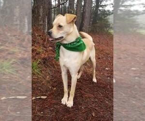 Pug Dogs for adoption in Social Circle, GA, USA