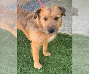Lakeland Terrier-Welsh Terrier Mix Dogs for adoption in Fayetteville, NC, USA