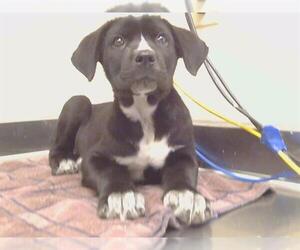 Boxer-Unknown Mix Dogs for adoption in Sacramento, CA, USA