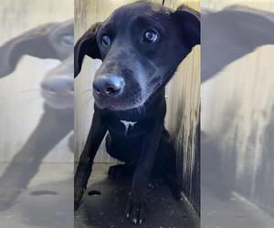 Labrador Retriever-Unknown Mix Dogs for adoption in San Antonio, TX, USA