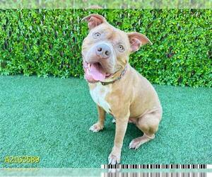 American Pit Bull Terrier Dogs for adoption in West Palm Beach, FL, USA