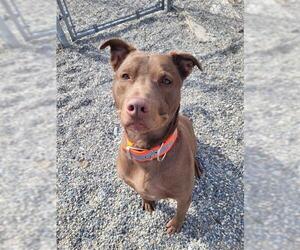 Labrador Retriever-Unknown Mix Dogs for adoption in Fairbanks, AK, USA