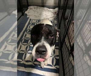 Mutt Dogs for adoption in Bakersfield, CA, USA