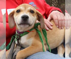 Labrador Retriever-Unknown Mix Dogs for adoption in Washington, DC, USA