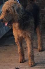 Airedale Terrier Dogs for adoption in Texarkana, TX, USA