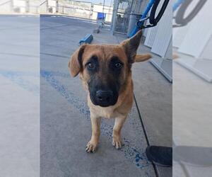 German Shepherd Dog Dogs for adoption in Bakersfield, CA, USA