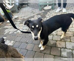 Siberian Husky-Unknown Mix Dogs for adoption in San Martin, CA, USA