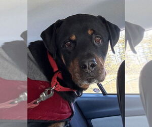 Rottweiler Dogs for adoption in Hillsboro, NH, USA