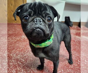 Pug Dogs for adoption in Fargo, ND, USA