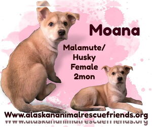 Australian Shepherd-Spaniel Mix Dogs for adoption in Anchorage, AK, USA