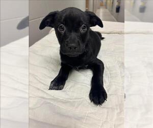 Labrador Retriever Dogs for adoption in Conroe, TX, USA