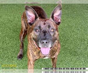 German Shepherd Dog-Unknown Mix Dogs for adoption in West Palm Beach, FL, USA