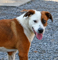 Border Collie Dogs for adoption in Huntsville, AL, USA