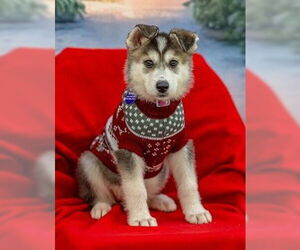 Siberian Husky-Unknown Mix Dogs for adoption in Fremont, CA, USA