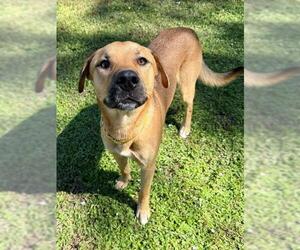 Shepradors Dogs for adoption in Naples, FL, USA