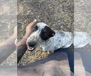 Mutt Dogs for adoption in San Antonio, TX, USA