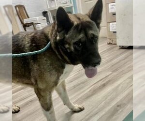 Akita Dogs for adoption in St Louis, MO, USA