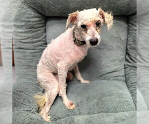 Poodle (Miniature) Dogs for adoption in Long Beach, CA, USA