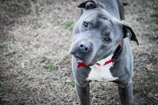 American Staffordshire Terrier-Unknown Mix Dogs for adoption in Smithfield, VA, USA