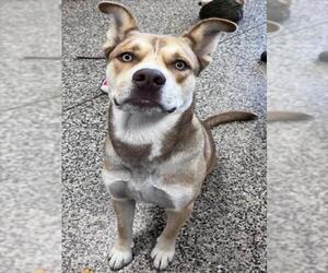 American Pit Bull Terrier-Siberian Husky Mix Dogs for adoption in Tracy, CA, USA