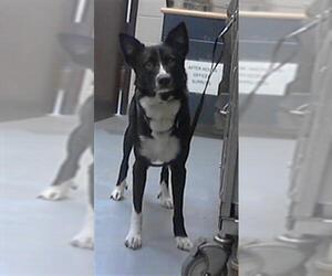 Border Collie-Unknown Mix Dogs for adoption in Fayetteville, NC, USA