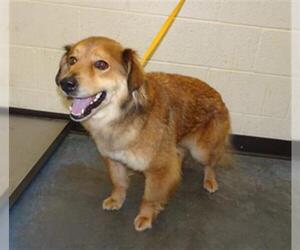 Labrador Retriever Dogs for adoption in Memphis, TN, USA