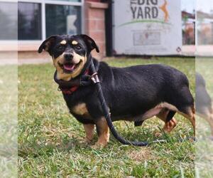 Chihuahua-Unknown Mix Dogs for adoption in San Antonio, TX, USA