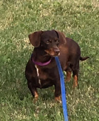 Basschshund Dogs for adoption in Sparta, IL, USA