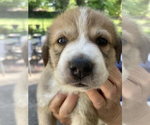 Siberian Husky-Unknown Mix Dogs for adoption in Holly Springs, NC, USA