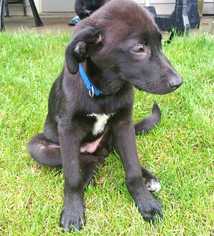 Labrador Retriever-Unknown Mix Dogs for adoption in Palatine, IL, USA