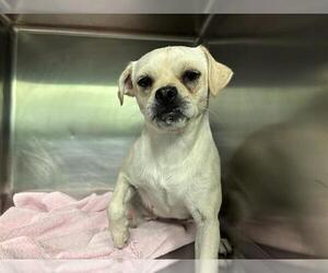 Chug Dogs for adoption in Grand Prairie, TX, USA