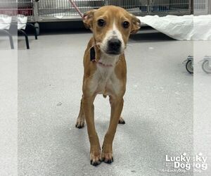 Unknown-Whippet Mix Dogs for adoption in Washington, DC, USA