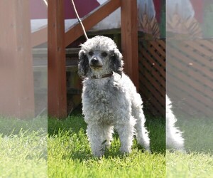 Poodle (Miniature) Dogs for adoption in Pacolet, SC, USA