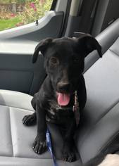 Labrador Retriever-Unknown Mix Dogs for adoption in danville, CA, USA