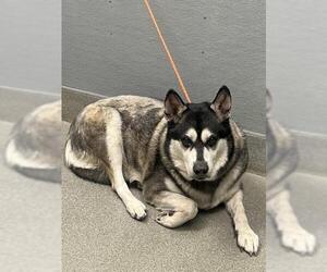 Siberian Husky-Unknown Mix Dogs for adoption in Las Vegas, NV, USA