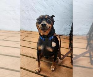 German Pinscher Dogs for adoption in Plantation, FL, USA