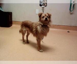 Mutt Dogs for adoption in Martinez, CA, USA