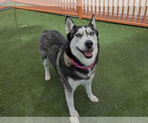 Siberian Husky-Unknown Mix Dogs for adoption in Las Vegas, NV, USA