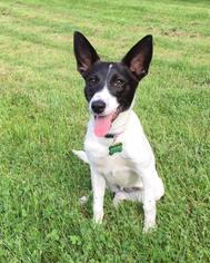 Small Border Collie-Rat Terrier Mix