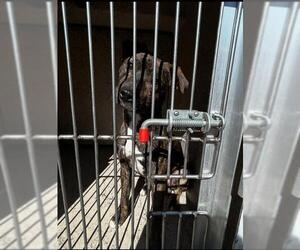 American Pit Bull Terrier-Unknown Mix Dogs for adoption in Louisville, KY, USA